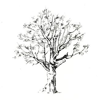 tree (15K)