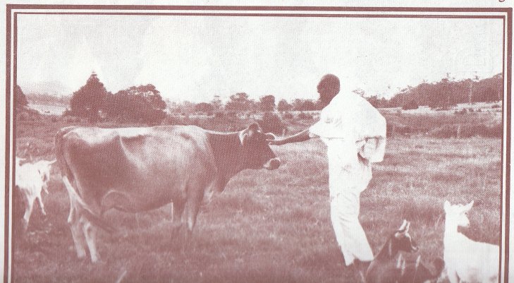 Mahatma Padarthanand with cow on Sunshine Coast farm, Queensland in 1974
