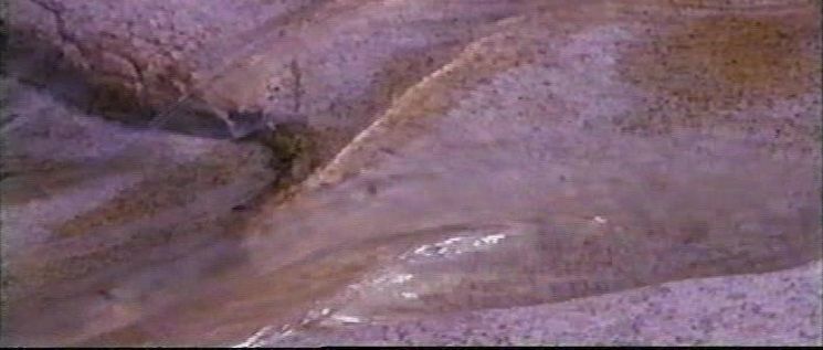 Maharaji: Madrid Aspirants, 1993 Maharaji: Madrid Aspirants, 1993